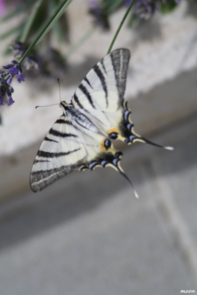 lavanda